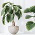 AV Indoor plants set 175 Areca Palm and Cunjevoi Alocasia Jardin and Mandarin Citrus Fruit Bonsai China Orange Tree - Thumbnail 4
