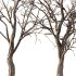 AV Winter Dry Tree - Thumbnail 1