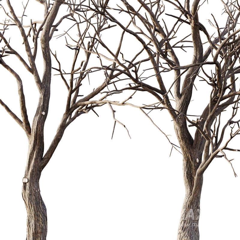 AV Winter Dry Tree - Image 1