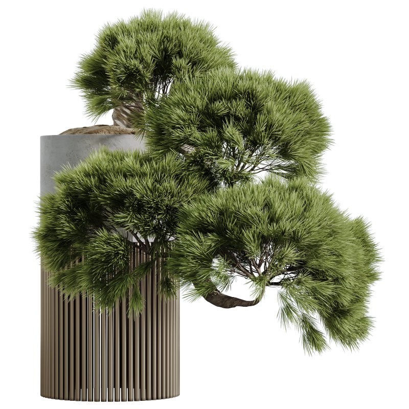 AV HousePlants set 169 Mission Kalamata Leccino Arbequina Wilsonii Chemlali - Image 2