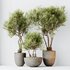 AV Indoor plants set 155 Mission Kalamata Wilsonii Olive and Ficus Benjamina African Fig and Lutescens Areca Palm - Thumbnail 9
