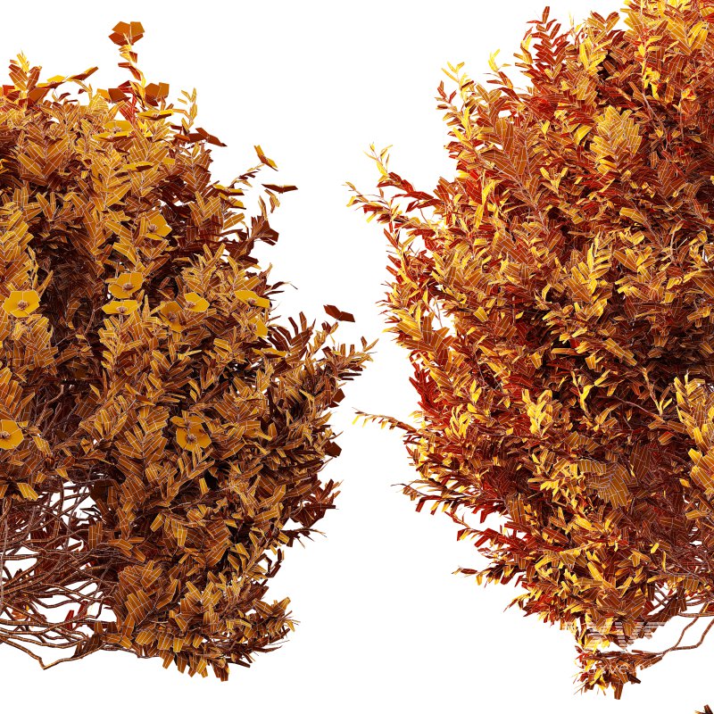 AV 5different bush Cistus Albidus Zistrose Flower White and Coronilla Valentina Glauca - Image 15