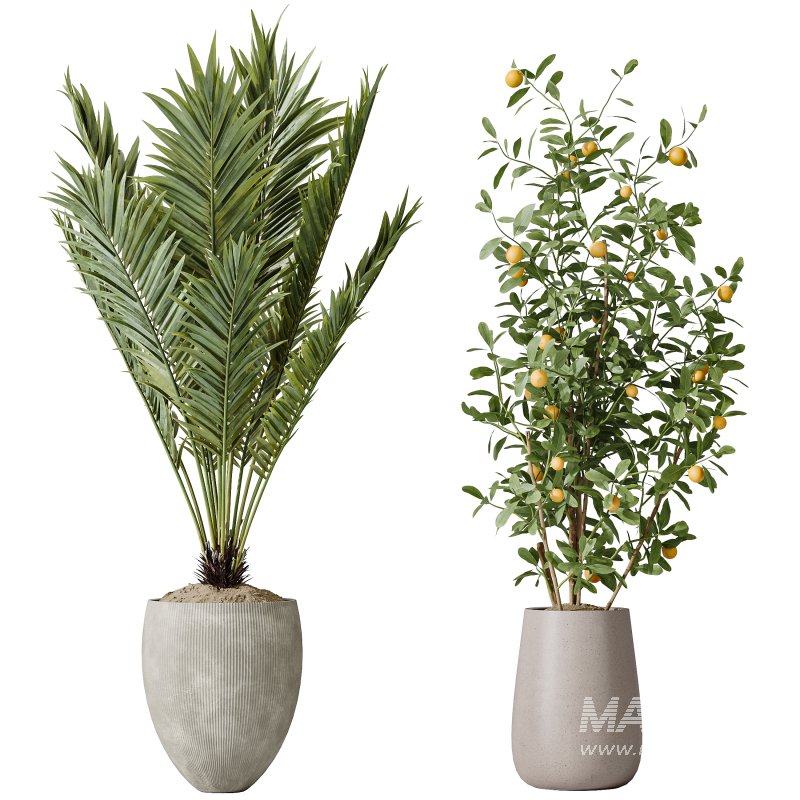 AV Indoor plants set 175 Areca Palm and Cunjevoi Alocasia Jardin and Mandarin Citrus Fruit Bonsai China Orange Tree - Image 1