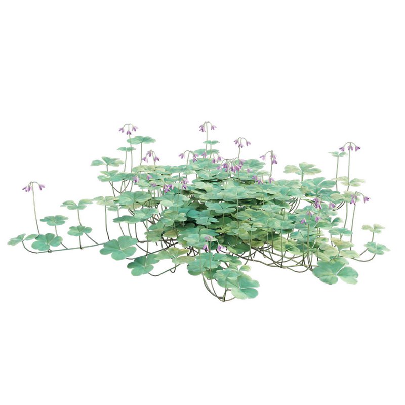 Trifolium ¨C Oxalidaceae 02 - Image 7