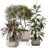 AV Indoor plants set 173 Mission Leccino Arbequina and Ficus Robusta Abidjan and Ficus African Fig - Thumbnail 4