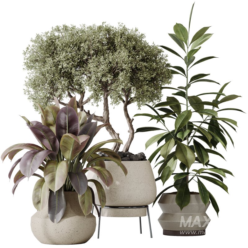AV Indoor plants set 173 Mission Leccino Arbequina and Ficus Robusta Abidjan and Ficus African Fig - Image 4