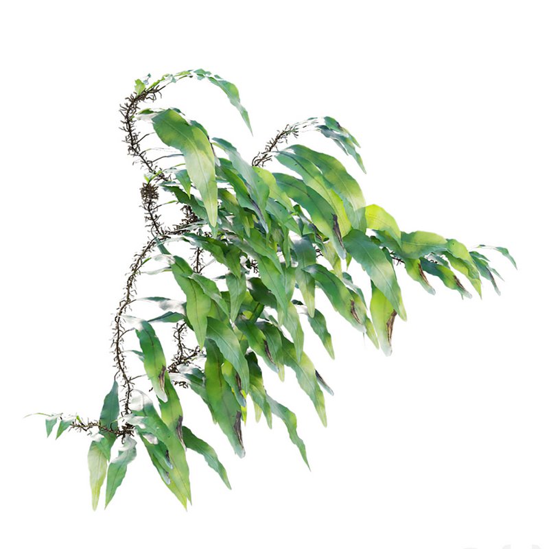 Neolepisorus fortunei - Image 4