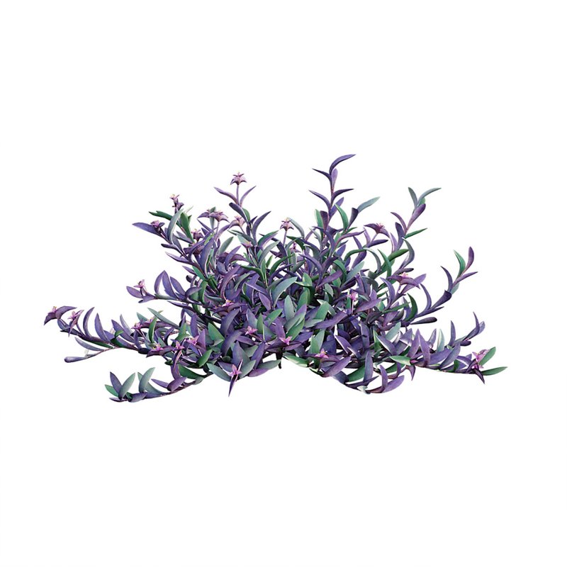 Tradescantia pallida ¨C Purple Heart - Image 3