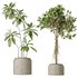 AV Indoor plants set 162 Mandarin Citrus Fruit Orange and Ficus Cyathistipula and Benjamina African Fig and Yucca Aloifolia Rostrata Palm - Thumbnail 3