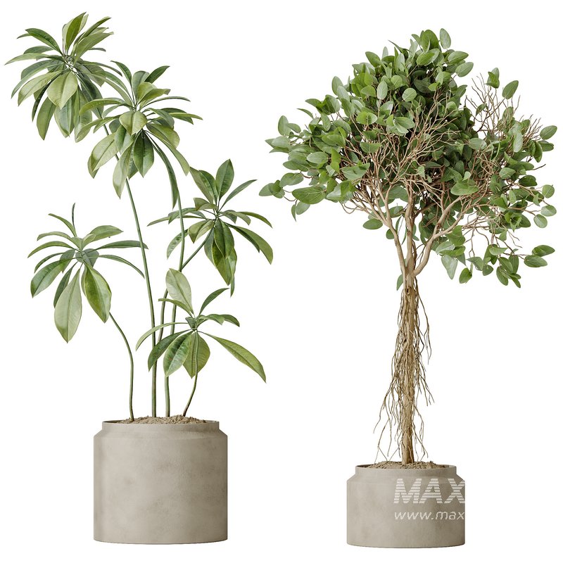 AV Indoor plants set 162 Mandarin Citrus Fruit Orange and Ficus Cyathistipula and Benjamina African Fig and Yucca Aloifolia Rostrata Palm - Image 3