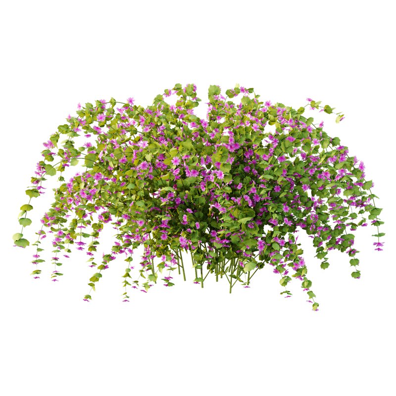 Lavatera Cachemiriana Plant 02 - Image 2