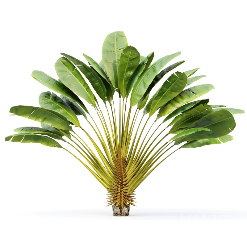 AV Ravenala Madagascariensis Travelers Palm and Areca Catechu Decorative Garden Fruit - Image 3