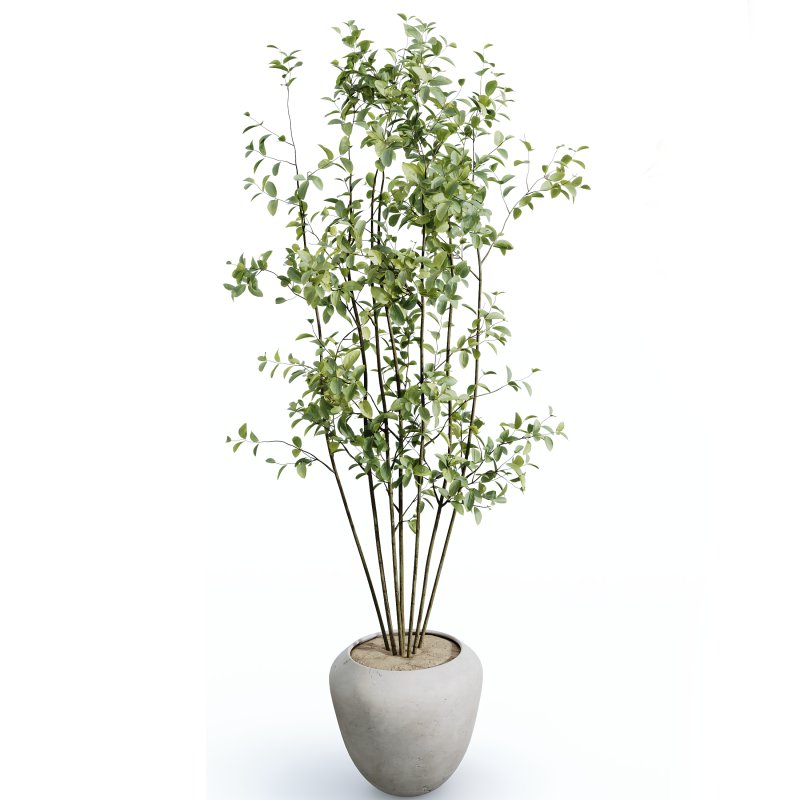 AV Indoor plants set 166 Beech Olea Europaea Olive Eucalyptu and Elegant Monstera Deliciosa and Ficus Cyathistipula - Image 8