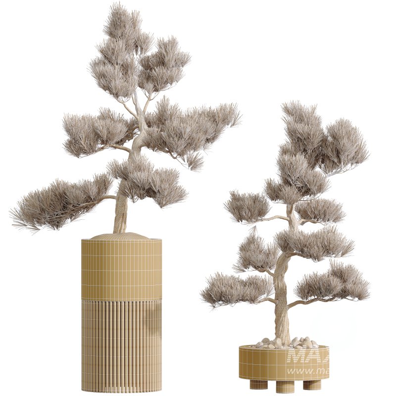 AV HousePlants Mission Kalamata Leccino Arbequina Wilsonii Chemlali - Image 3