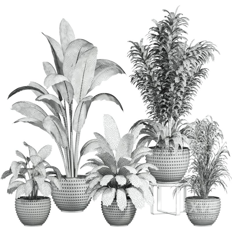 plants set - Image 2