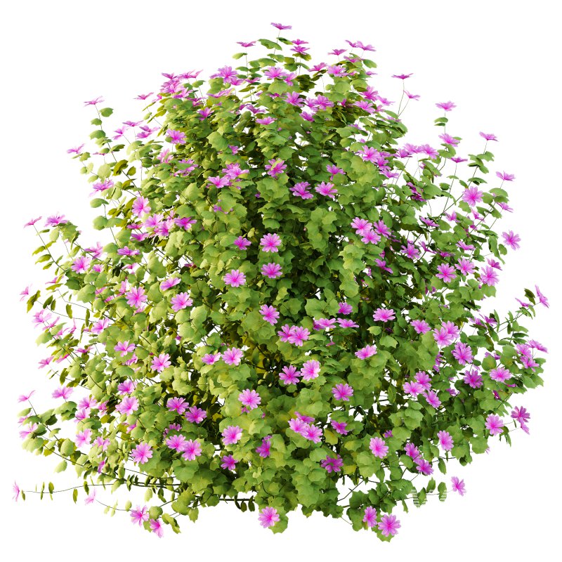 Lavatera Cachemiriana Plant 03 - Image 3