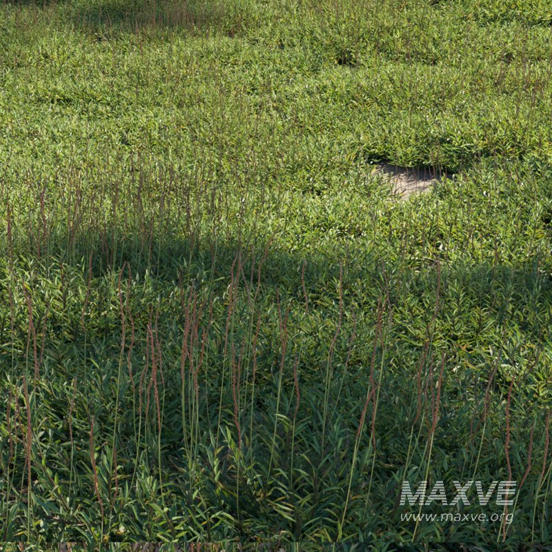 Eremochloa ophiuroides – set 03 - Image 2