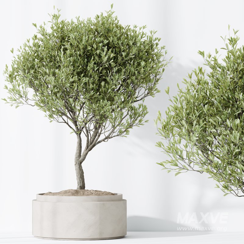 AV HousePlants Mission Kalamata Leccino Arbequina Wilsonii Chemlali Olive Set43 - Image 5