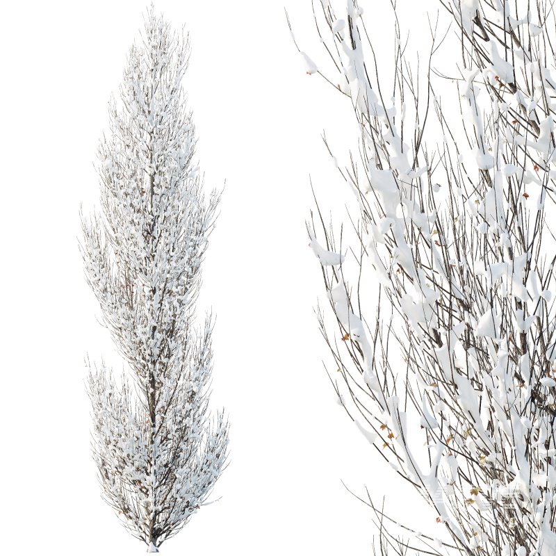 AV Plants Acer X freemanii Freeman Maple Sapindaceae Armstrong Winter Snow - Image 2