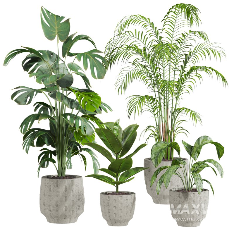plants set - Image 1