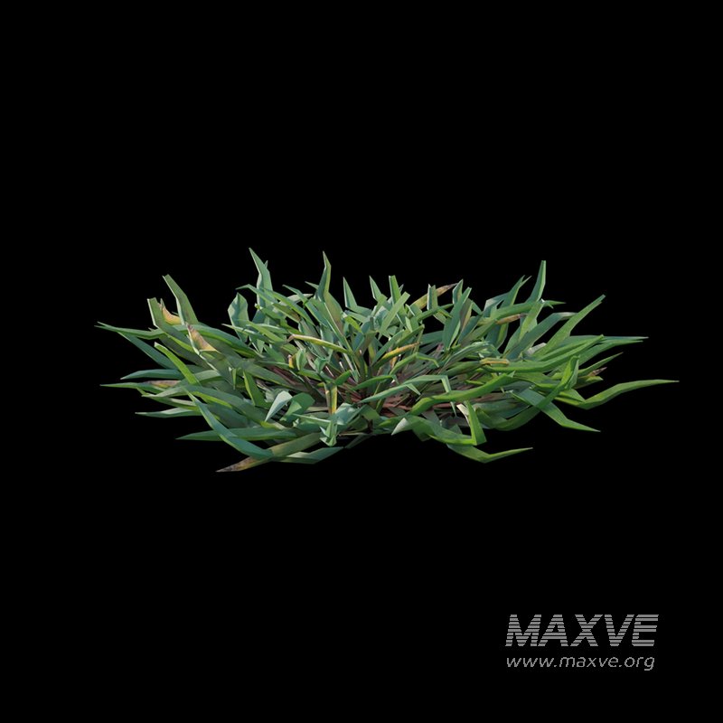 Eremochloa ophiuroides – cut 01 - Image 5