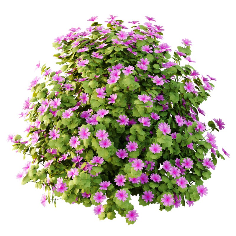 Lavatera Cachemiriana Plant 03 - Image 4