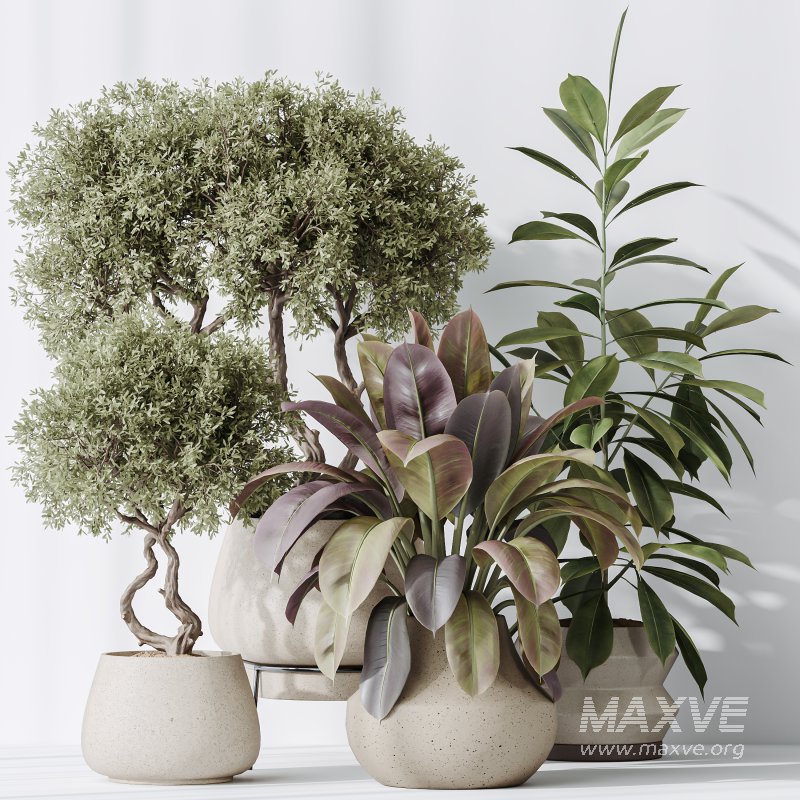 AV Indoor plants set 173 Mission Leccino Arbequina and Ficus Robusta Abidjan and Ficus African Fig - Image 6