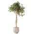 AV Indoor plants set 176 Ficus Cyathistipula and Benjamina African Fig and Mission Leccino Arbequina Olive - Thumbnail 3