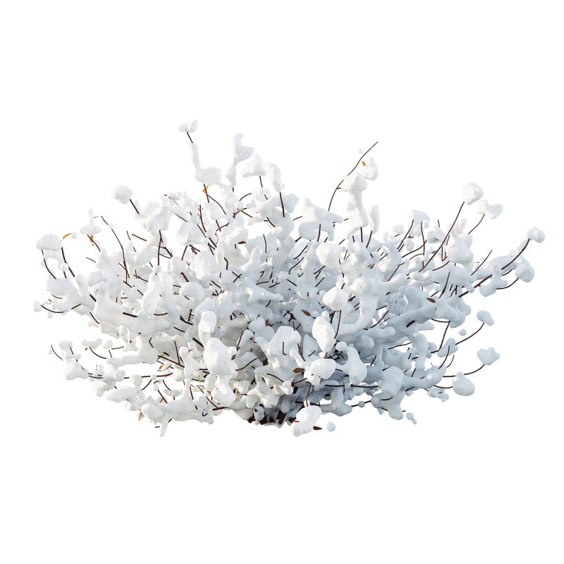 AV Plants Abelia X Grandiflora Red Glossy Radiance Sherwood Winter Snow - Image 2