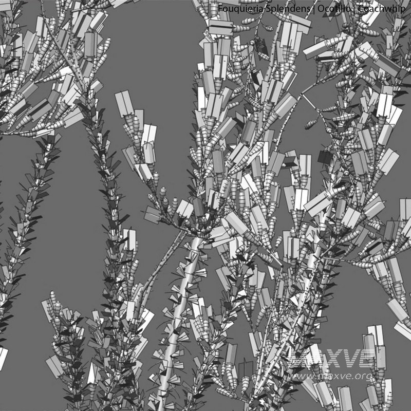 Fouquieria Splendens ¨C Ocotillo - Image 3