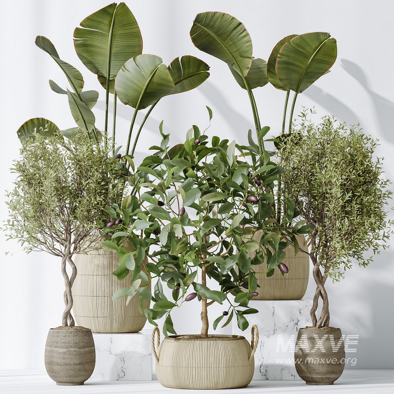 AV Indoor plants set 161 Arbequina Wilsonii Chemlali Olive and Ravenala Banana Strelitzia Nicolai and Briful Pachira Aquatica - Image 6