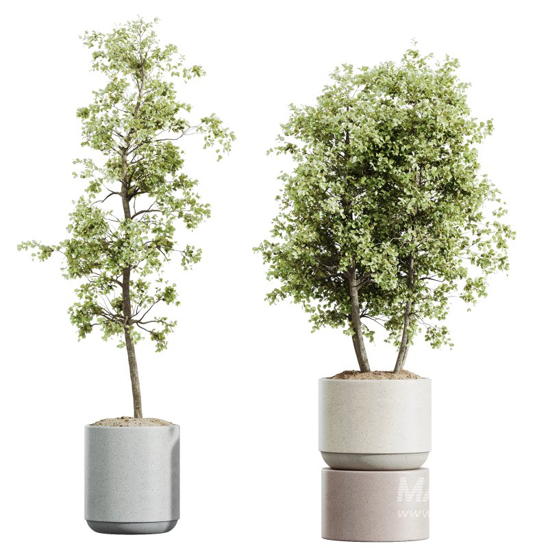 AV HousePlants Mission Kalamata Leccino Arbequina Wilsonii Chemlali Olive Set07 - Image 1