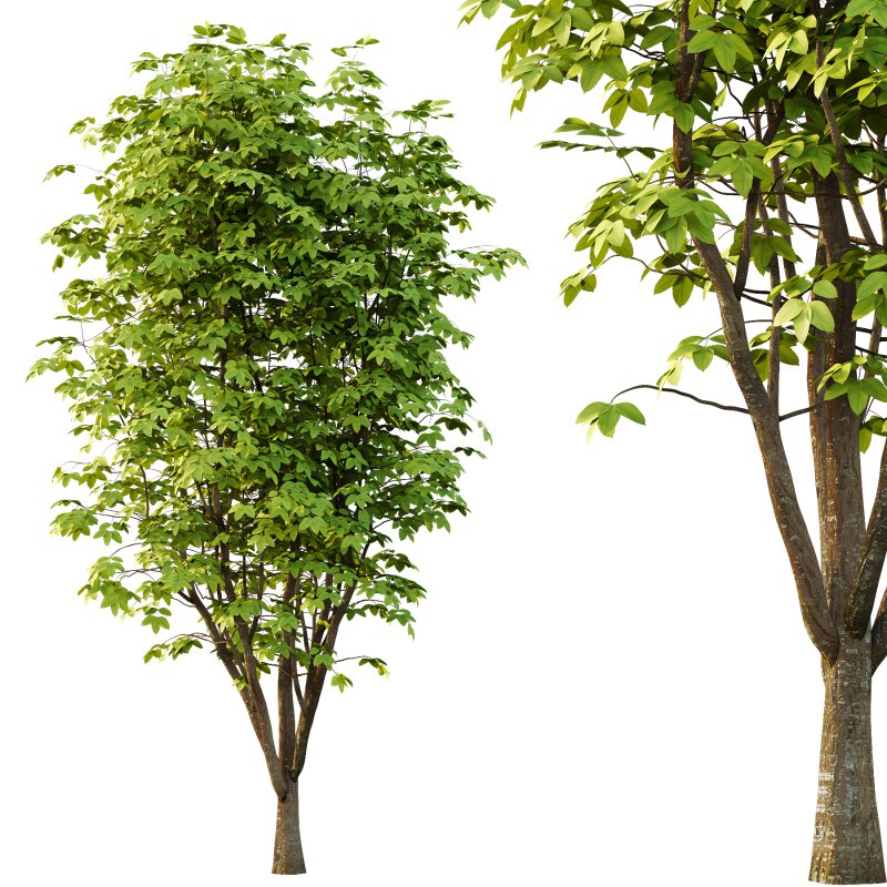 Fraxinus Rhynchophylla Tree 04 - Image 4