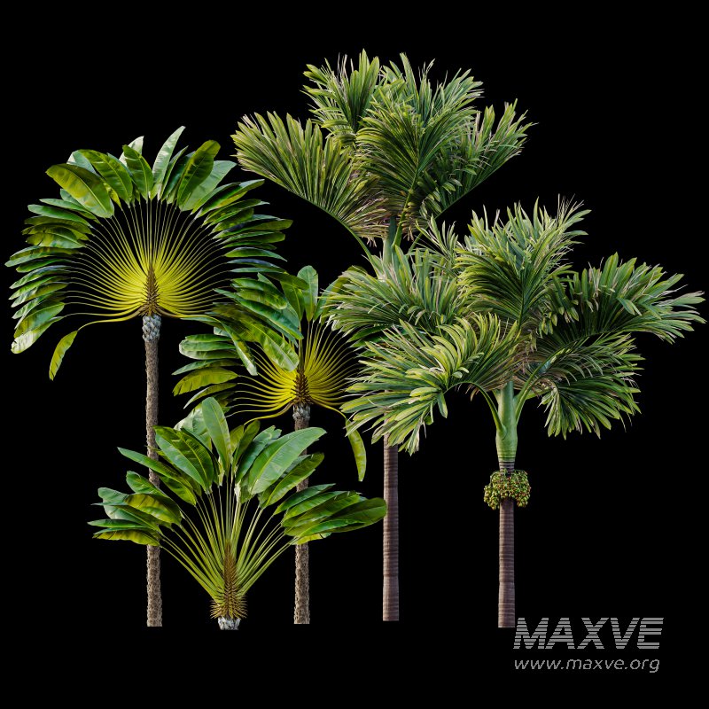 AV Ravenala Madagascariensis Travelers Palm and Areca Catechu Decorative Garden Fruit - Image 7