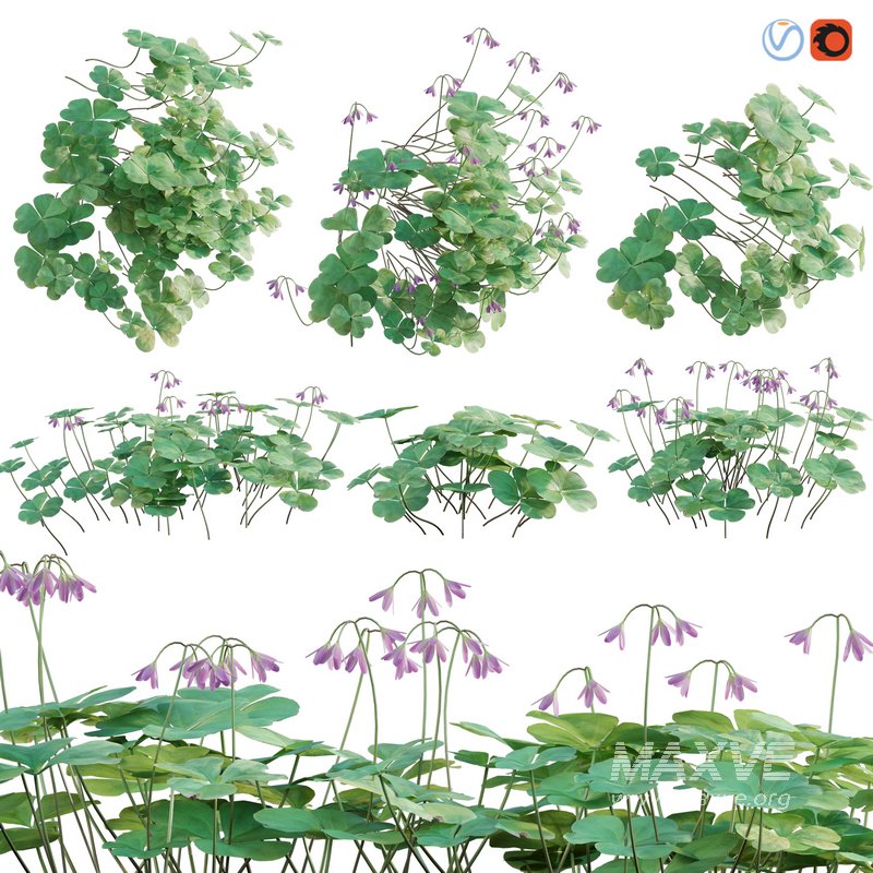 Trifolium ¨C Oxalidaceae 02 - Image 3