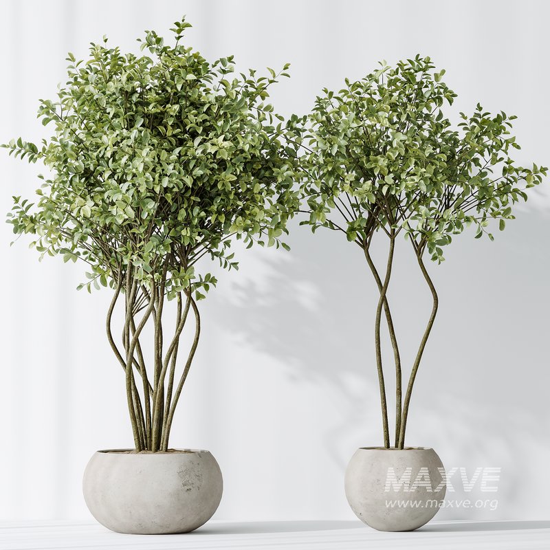 AV Indoor plants set 156 Beech Olea Europaea Olive Eucalyptu Joyplants Mini Fig - Image 6