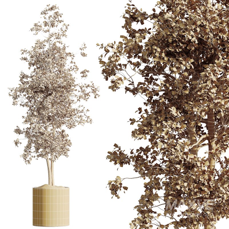 AV HousePlants Mission Kalamata Leccino Arbequina Wilsonii Chemlali Olive Set07 - Image 3