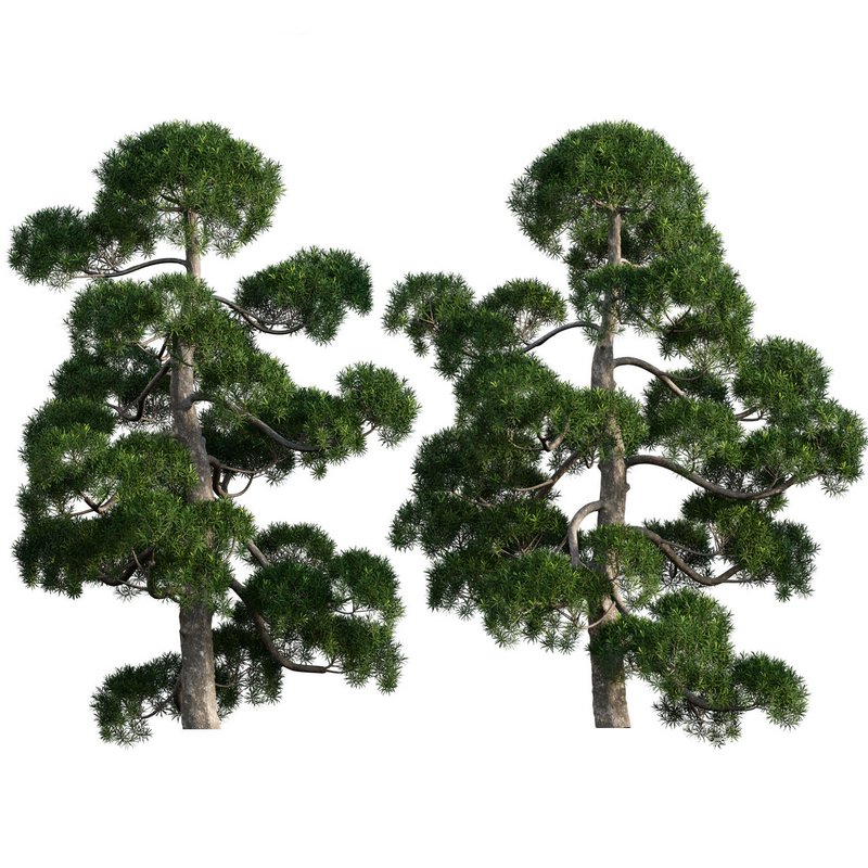 Podocarpus macrophyllus – yew plum pine 03 - Image 1