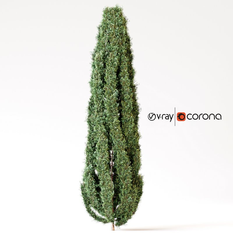 Cypress tree 01 - Image 1