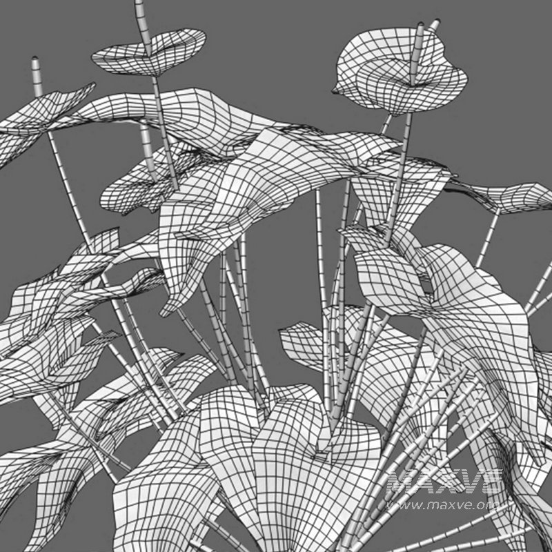 Anthurium Andraeanum – Flamingo Flower - Image 3