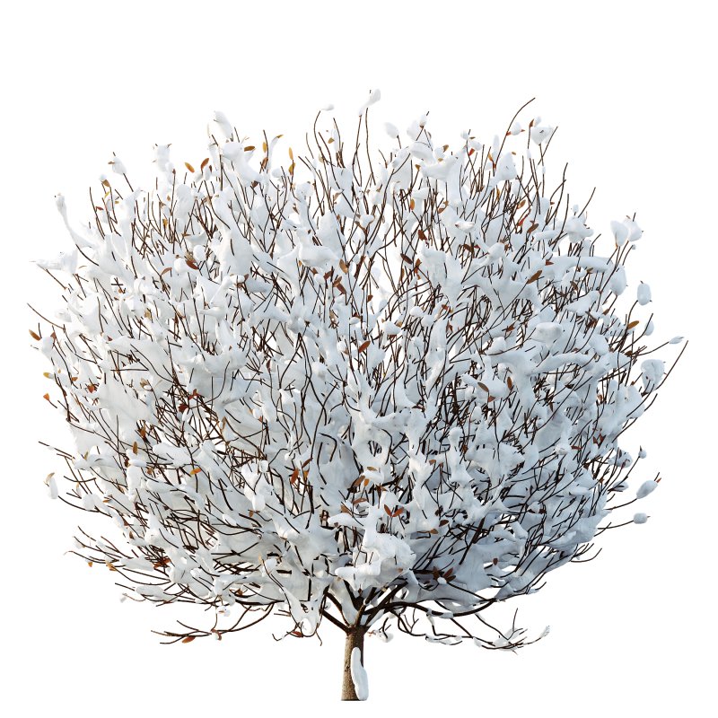 AV Plants Cistus Albidus Zistrose Winter Snow - Image 1