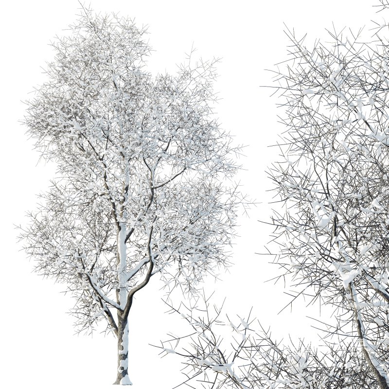 AV Plants Ash Tree Winter Snow Set03 - Image 1