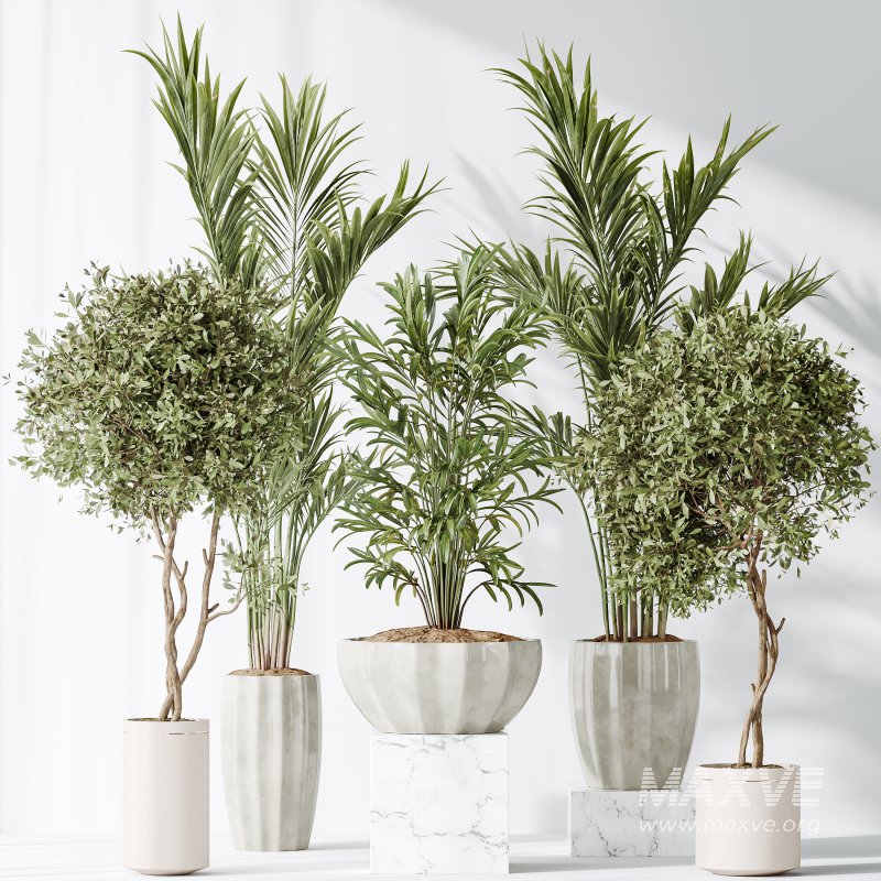 AV Indoor plants set 167 Artificial Olivo Olea Tree and Areca Majesty Cat Reed Palm and Lutescens Areca Palm - Image 7