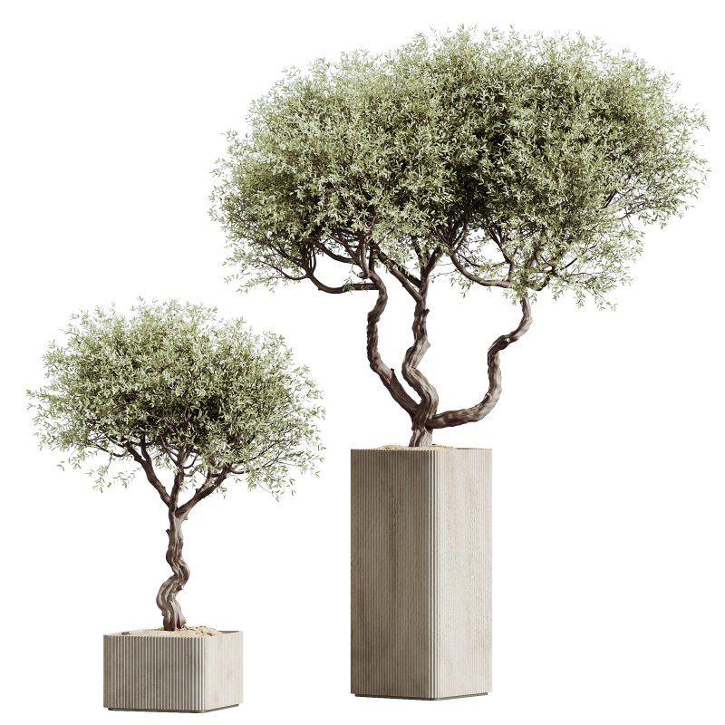 AV HousePlants Mission Kalamata Leccino Arbequina Wilsonii Chemlali Olive Set05 - Image 1