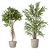 AV Indoor plants set 155 Mission Kalamata Wilsonii Olive and Ficus Benjamina African Fig and Lutescens Areca Palm - Thumbnail 4