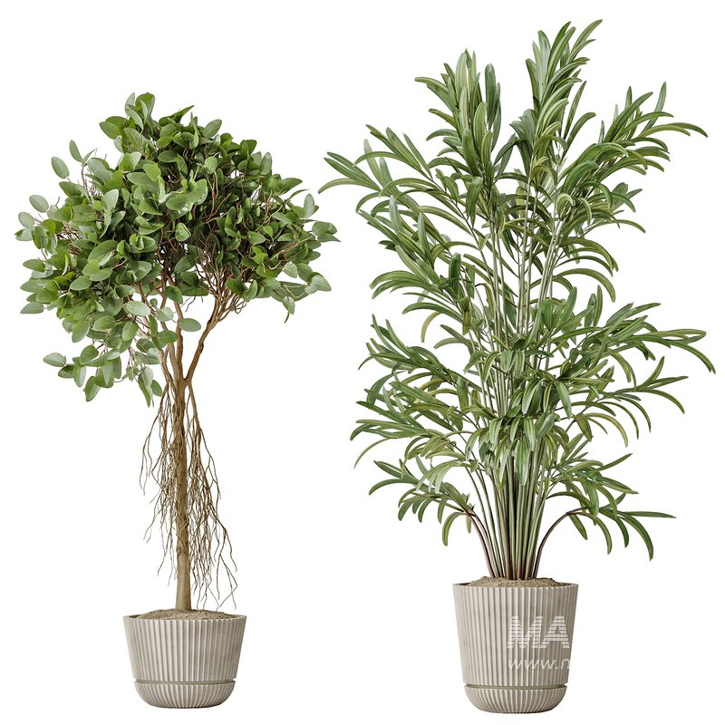 AV Indoor plants set 155 Mission Kalamata Wilsonii Olive and Ficus Benjamina African Fig and Lutescens Areca Palm - Image 4