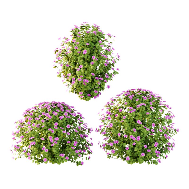 Lavatera Cachemiriana Plant 04 - Image 3