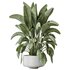 AV Indoor plants set 159 Europaea Olive Eucalyptu Joyplants and Spineless Yucca Aloifolia Rostrata Palm and Ravenala Banana Strelitzia - Thumbnail 5