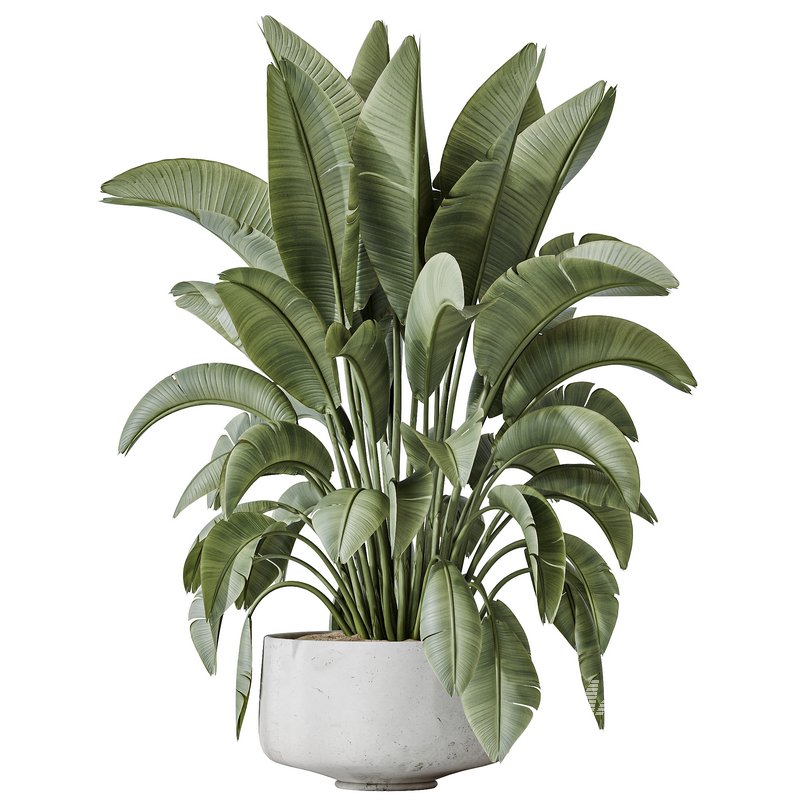 AV Indoor plants set 159 Europaea Olive Eucalyptu Joyplants and Spineless Yucca Aloifolia Rostrata Palm and Ravenala Banana Strelitzia - Image 5