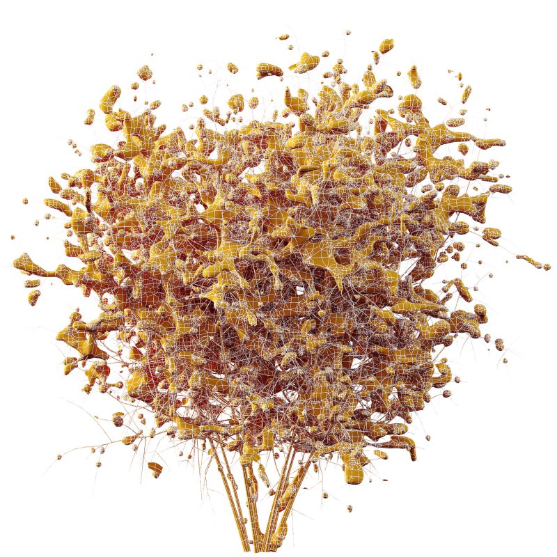 AV Plants Cornus sanguinea Winter Snow - Image 3